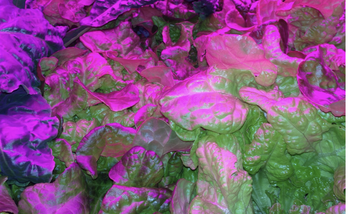 lettuce under purple LED light