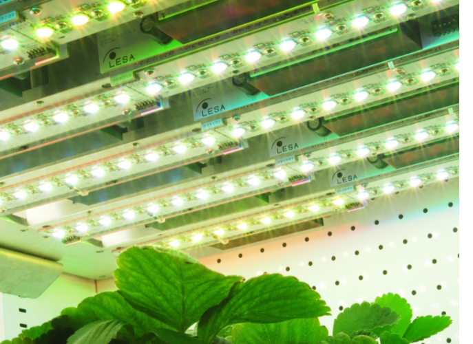 plants under LESA branded lights