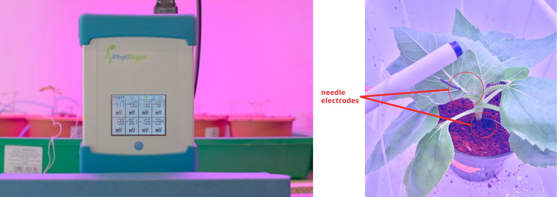 a phytlsigns phytoelectric measurement device and a diagram showing needle electrodes inserted into the leaf and stem of a sunflower plant