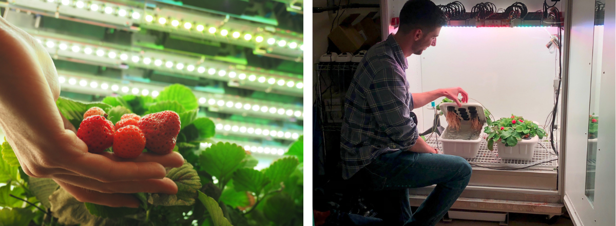 Strawberry plants in CEA experiments