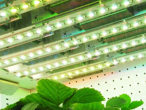 plants under LESA branded LED lights